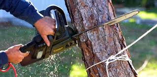 How Our Tree Care Process Works  in  Clearwater, MN