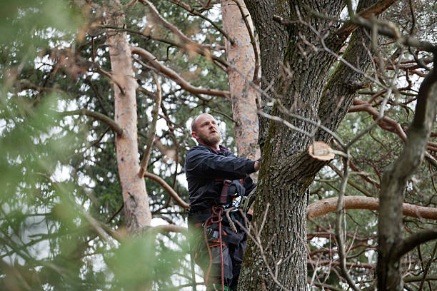 Reliable Clearwater, MN Tree Care Solutions